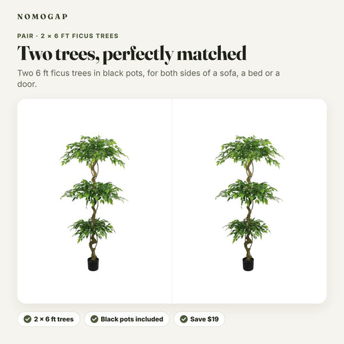 Pair of 6 ft faux ficus trees