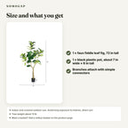 6 ft faux fiddle leaf fig tree: size and what you get