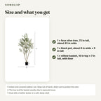 Size and what you get: faux olive tree about 72 in tall and about 33 in wide, black pot about 6 by 5 in, willow basket about 10 in across and 7 in tall