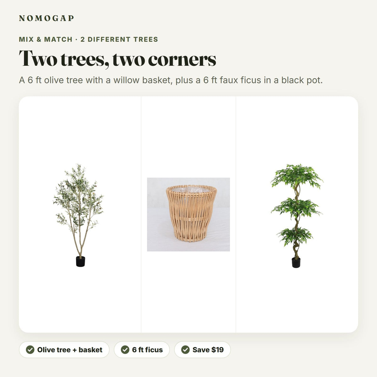 Olive tree with willow basket plus ficus tree