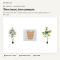 Olive tree with willow basket plus fiddle leaf fig