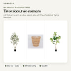 Olive tree with willow basket plus fiddle leaf fig