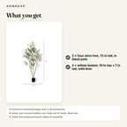 What you get in the Pair Set: two faux olive trees about 72 in tall in black pots and two willow baskets about 10 in across